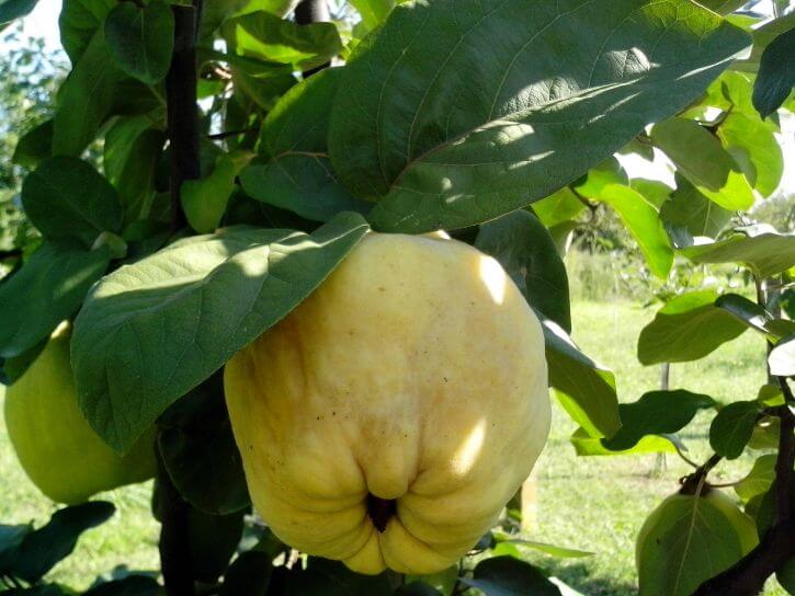 Mela cotogna sull'albero omonimo. Il frutto si presenta di colore giallo chiaro e con forma irregolare.