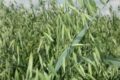 Avena: una risposta per migliorare salute e vitalità